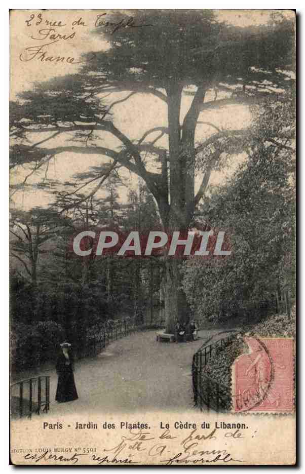 Paris CPA Jardin des plantes Le cedre du Liban (Lebanon)