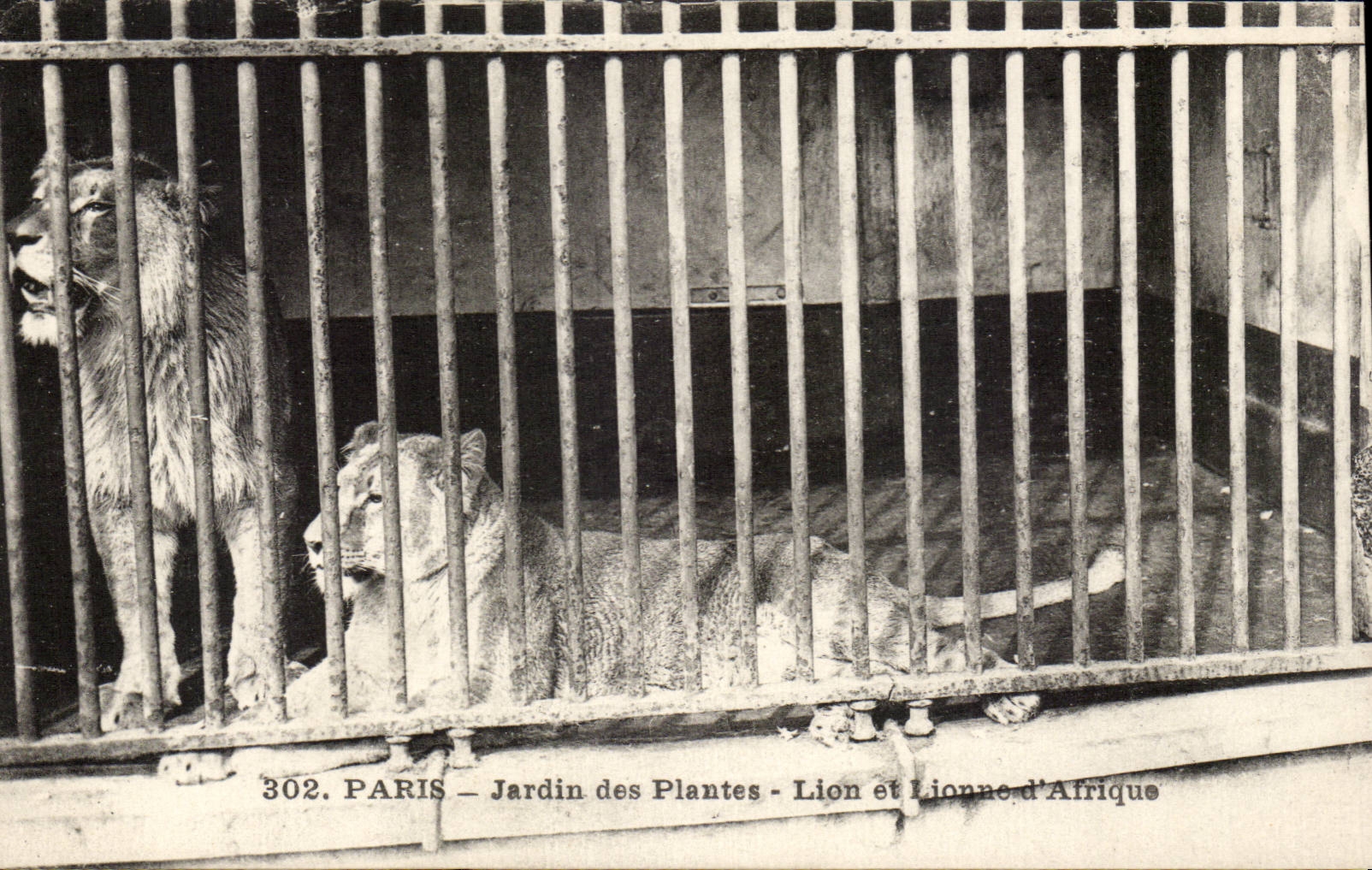 Paris - 5 - Jardin des Plantes - Lion et Lionne d'Afrique CPA 
