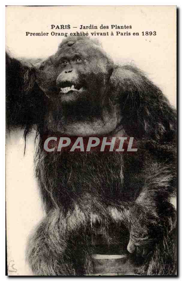 Paris - 5 - Jardin des Plantes - Premier Orang exhibe vivant a Paris en 1893 - CPA Singe Monkey
