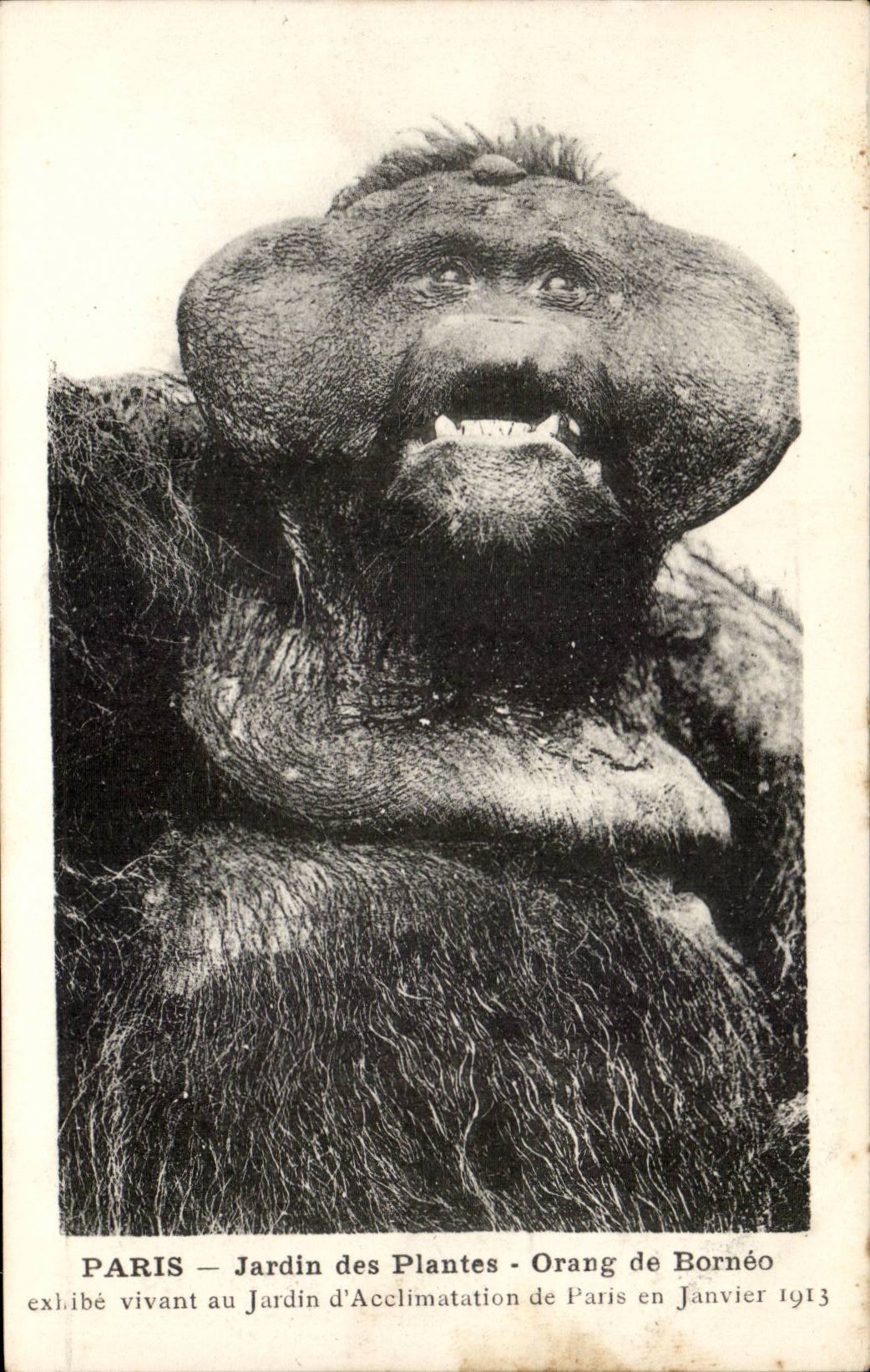 Paris - 5 - Jardin des Plantes - Orang de Borneo - CPA Singe Monkey