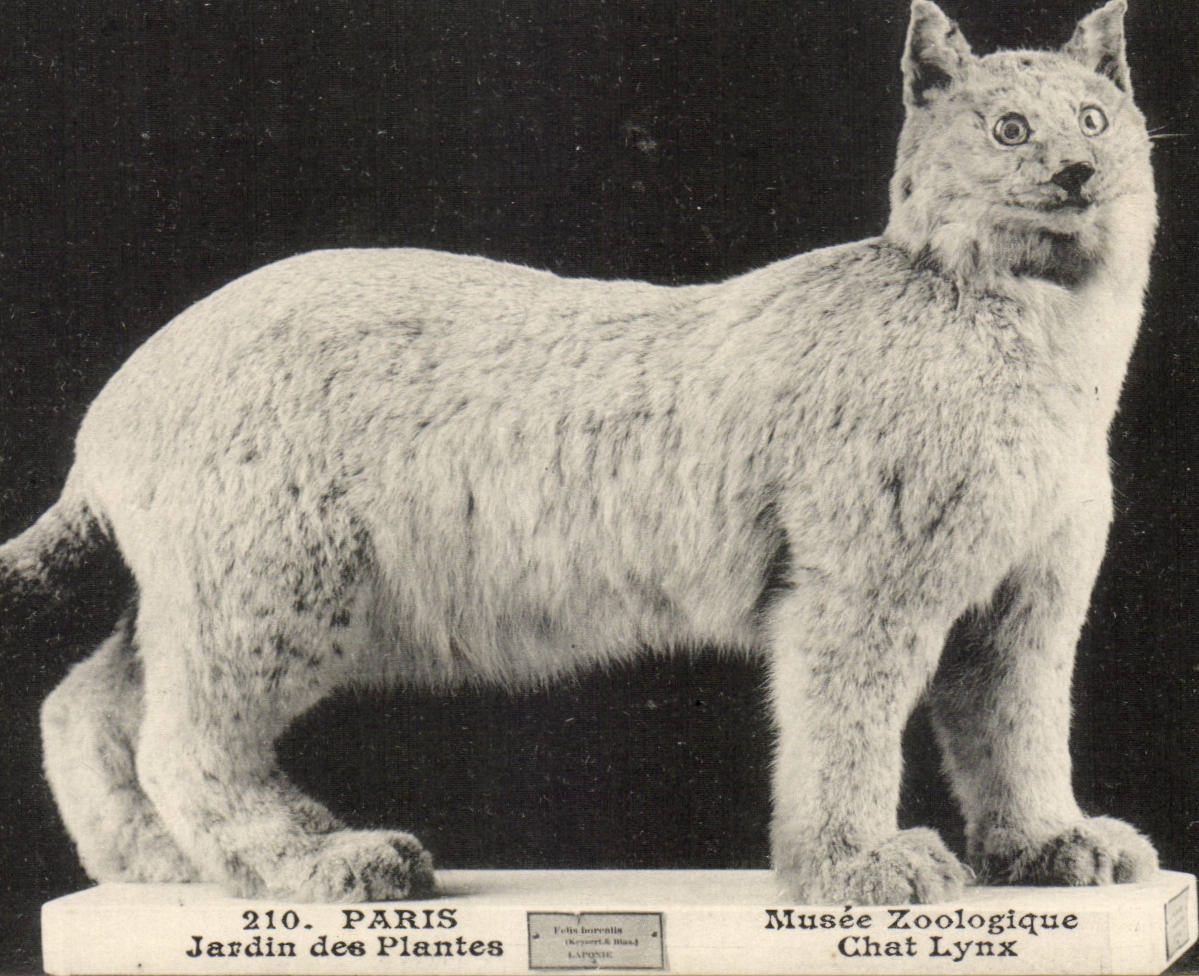 Paris - 5 - Jardin des Plantes - Chat Lynx - bobcat - CPA 
