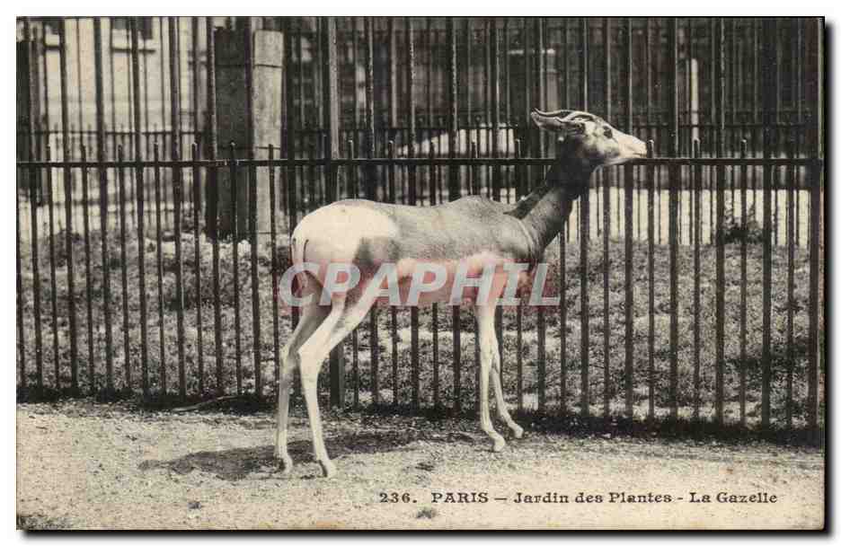 Paris - 5 - Jardin des Plantes - La Gazelle - CPA 