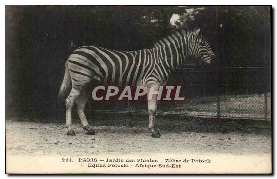 Paris - 5 - Jardin des Plantes - Zebre de Potok - Zebra - CPA 