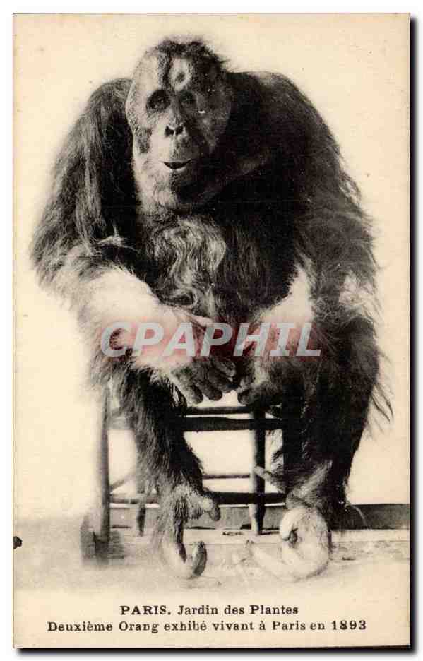 Paris - 5 - Jardin des Plantes - Deuxieme orang exhibe a Paris en 1893 - CPA Singe Monkey