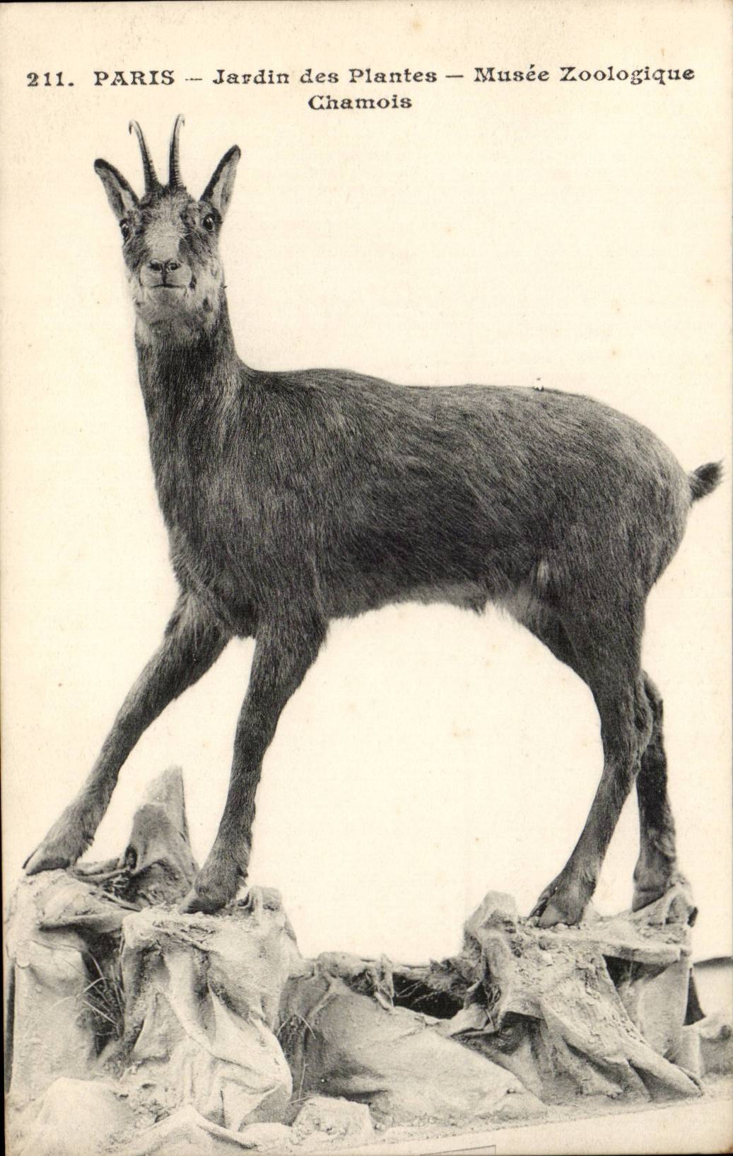 Paris - 5 - Jardin des Plantes - Chamois - Musee Zoologique - CPA 