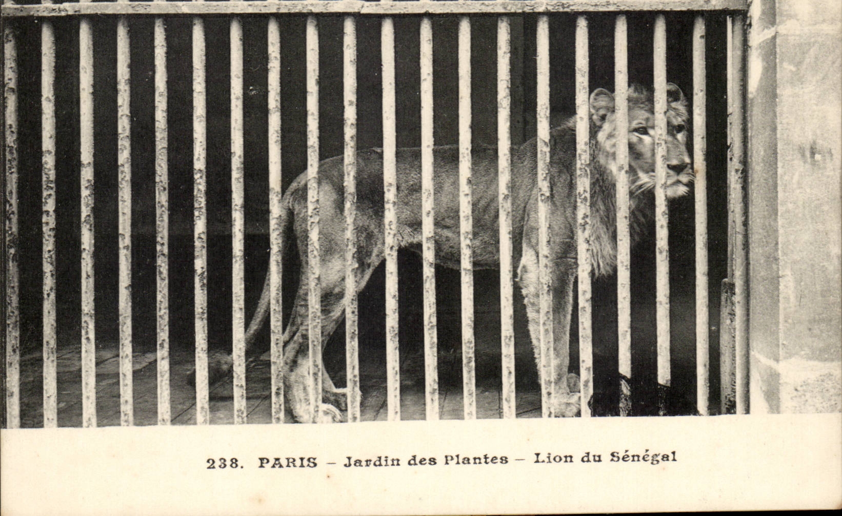 Paris - 5 - Jardin des Plantes - Lion de Senegal - Afrique - Africa - CPA 