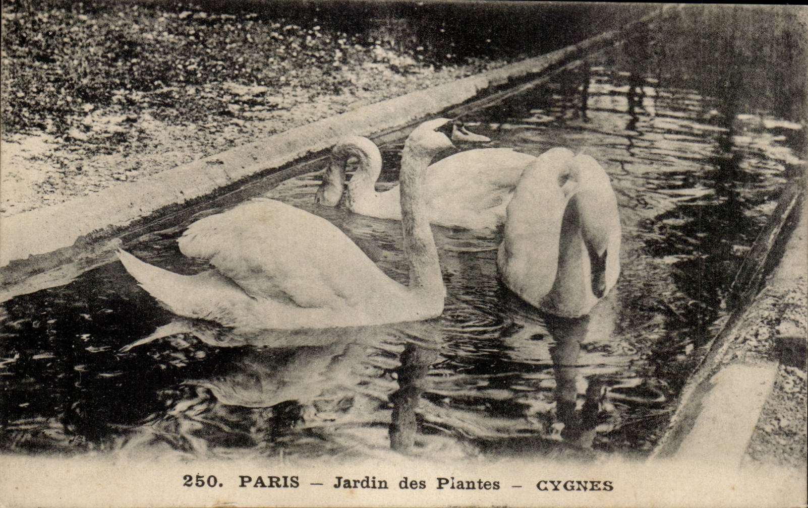 Paris - 5 - Jardin des Plantes - Cygnes - CPA swan