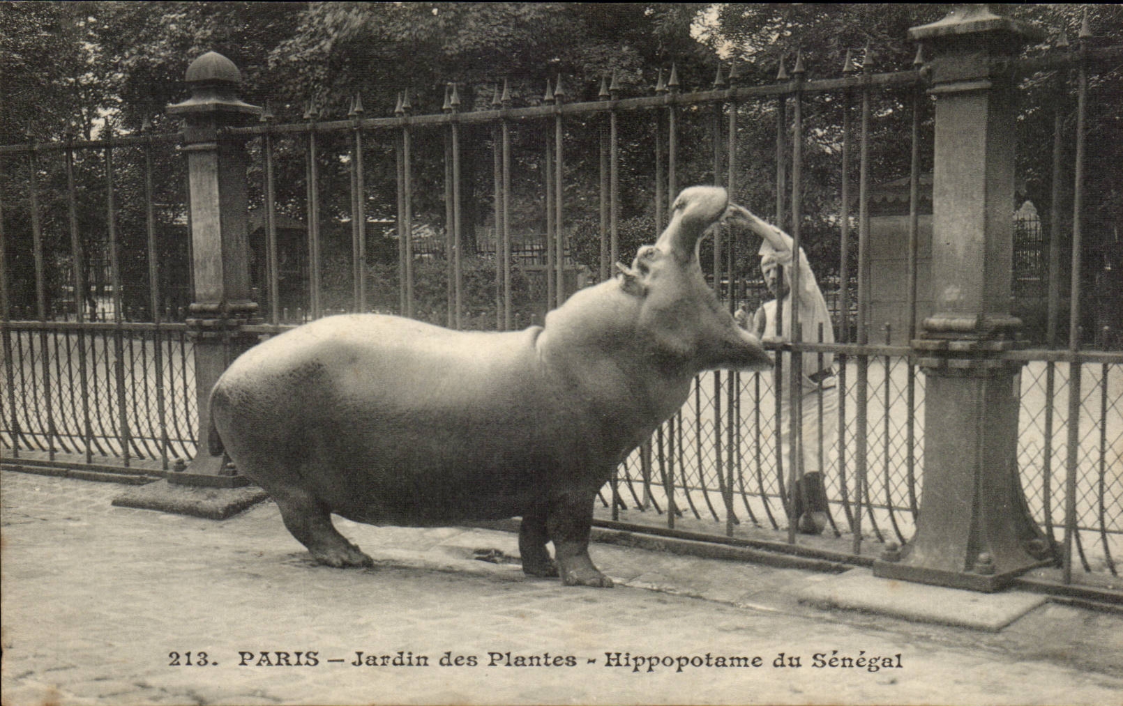 Paris - 5 - Jardin des Plantes - Hippopotame du Senegal - CPA 