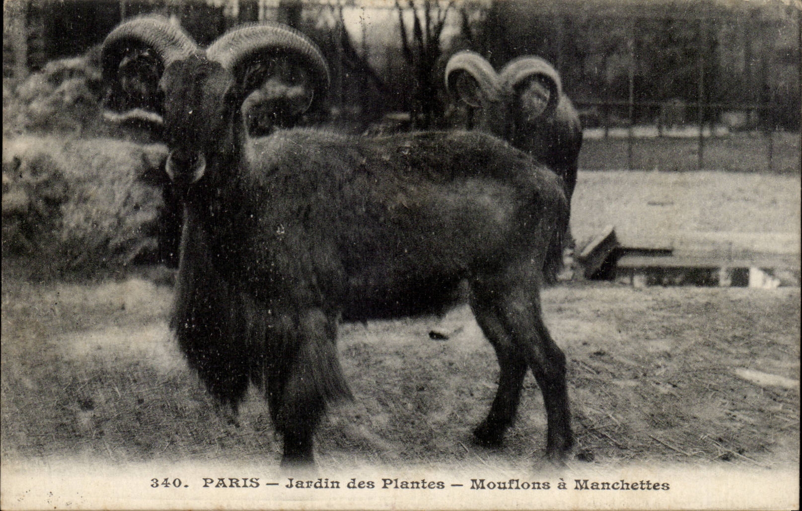 Paris - 5 - Jardin des Plantes - Mouflons a Manchettes - chevre goat - CPA 