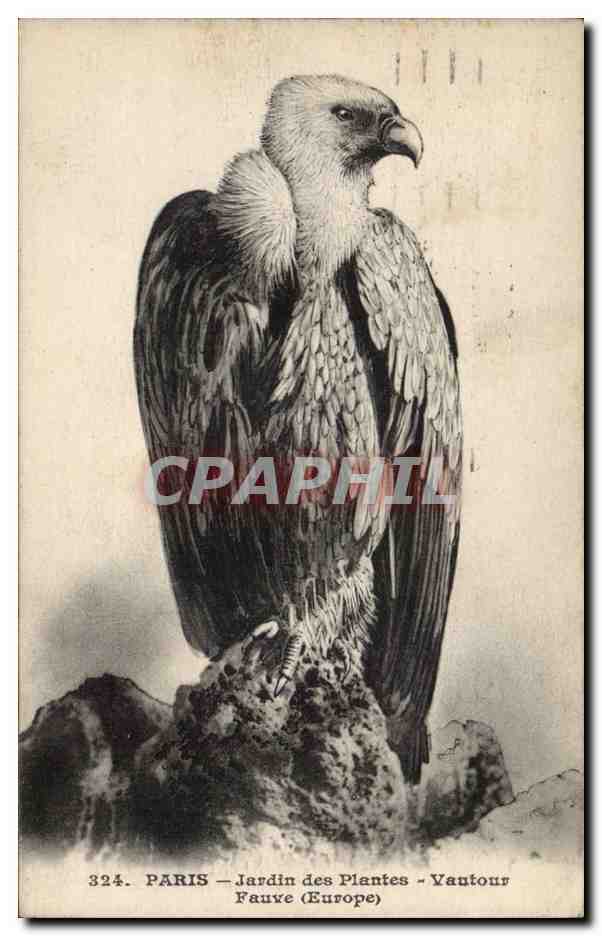 Paris - 5 - Jardin des Plantes - Vautour fauve - CPA 