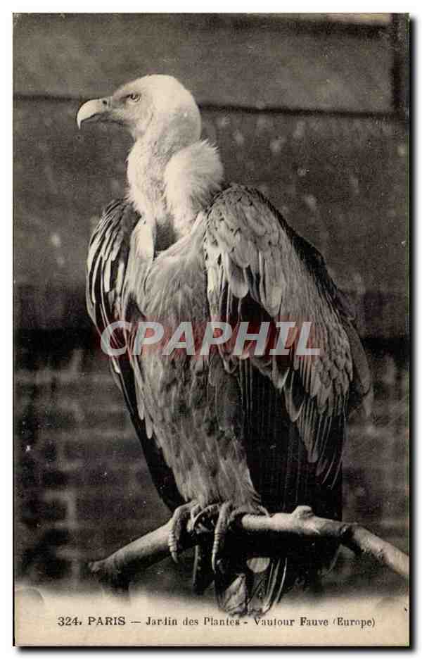 Paris - 5 - Jardin des Plantes - Vautour fauve - CPA 