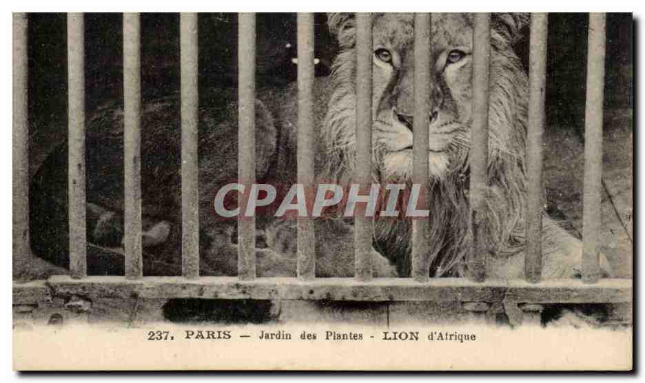 Paris - 5 - Jardin des Plantes - Lion d'Afrique - Africa - CPA 