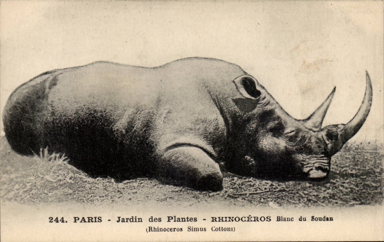 Paris - 5 - Jardin des Plantes - Rhinoceros Blanc du Soudan - Afrique - Africa - CPA Sudan Rhino