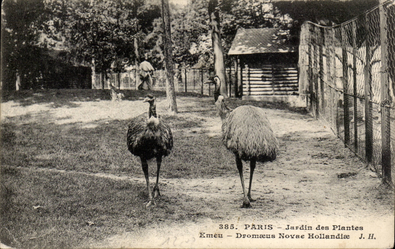 Paris - 5 - Jardin des Plantes - Emeu - Oiseau - large bird - CPA 
