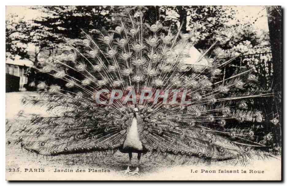 Paris - 5 - Jardin des Plantes - Le Paon faisant la Roue - CPA 