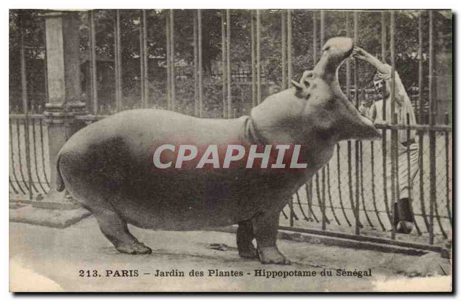 Paris - 5 - Jardin des Plantes - Hippopotame du Senegal - Afrique - Africa - CPA 