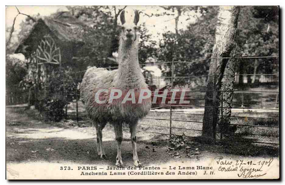 Paris - 5 - Jardin des Plantes - Le Lama Blanc - llama CPA 