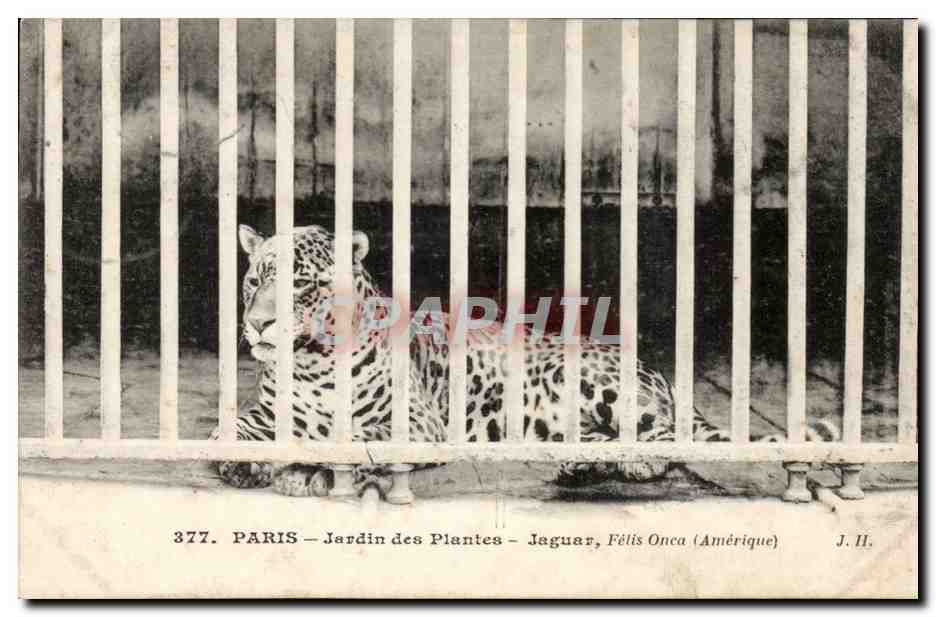 Paris - 5 - Jardin des Plantes - Jaguar - chat - cat CPA 