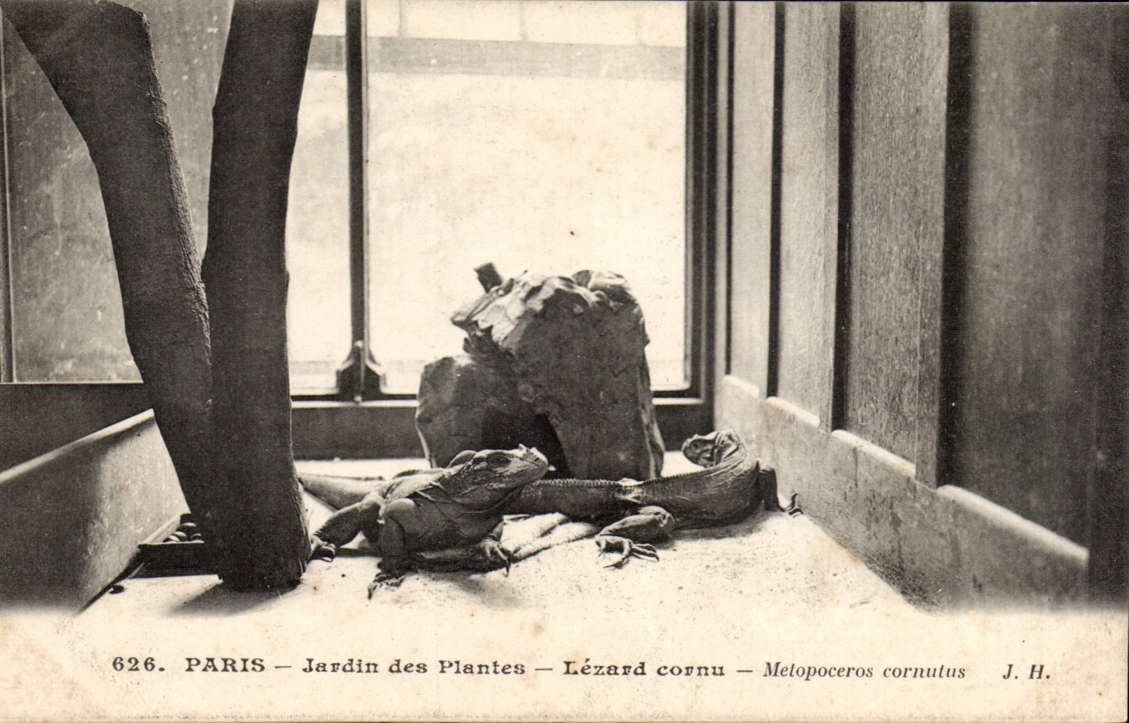 Paris - 5 - Jardin des Plantes - Lezard cornu - lizard - reptile CPA 