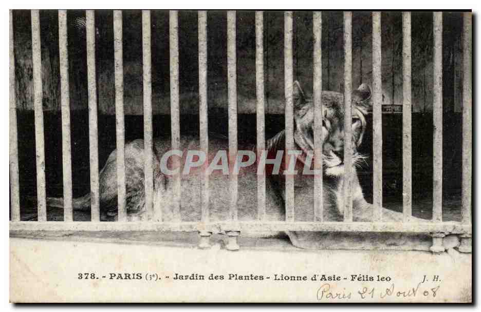 Paris - 5 - Jardin des Plantes - Lionne d'Asie - Asian Lion CPA 