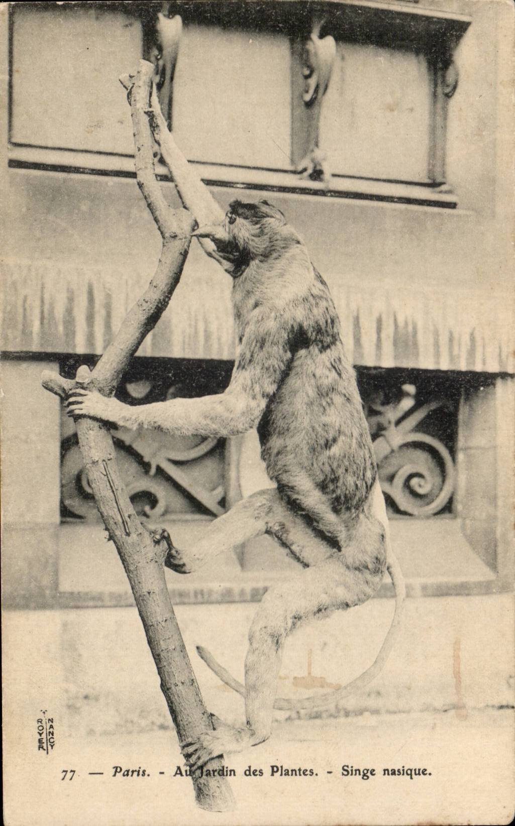 Paris - 5 - Jardin des Plantes - Singe nasique - monkey CPA 