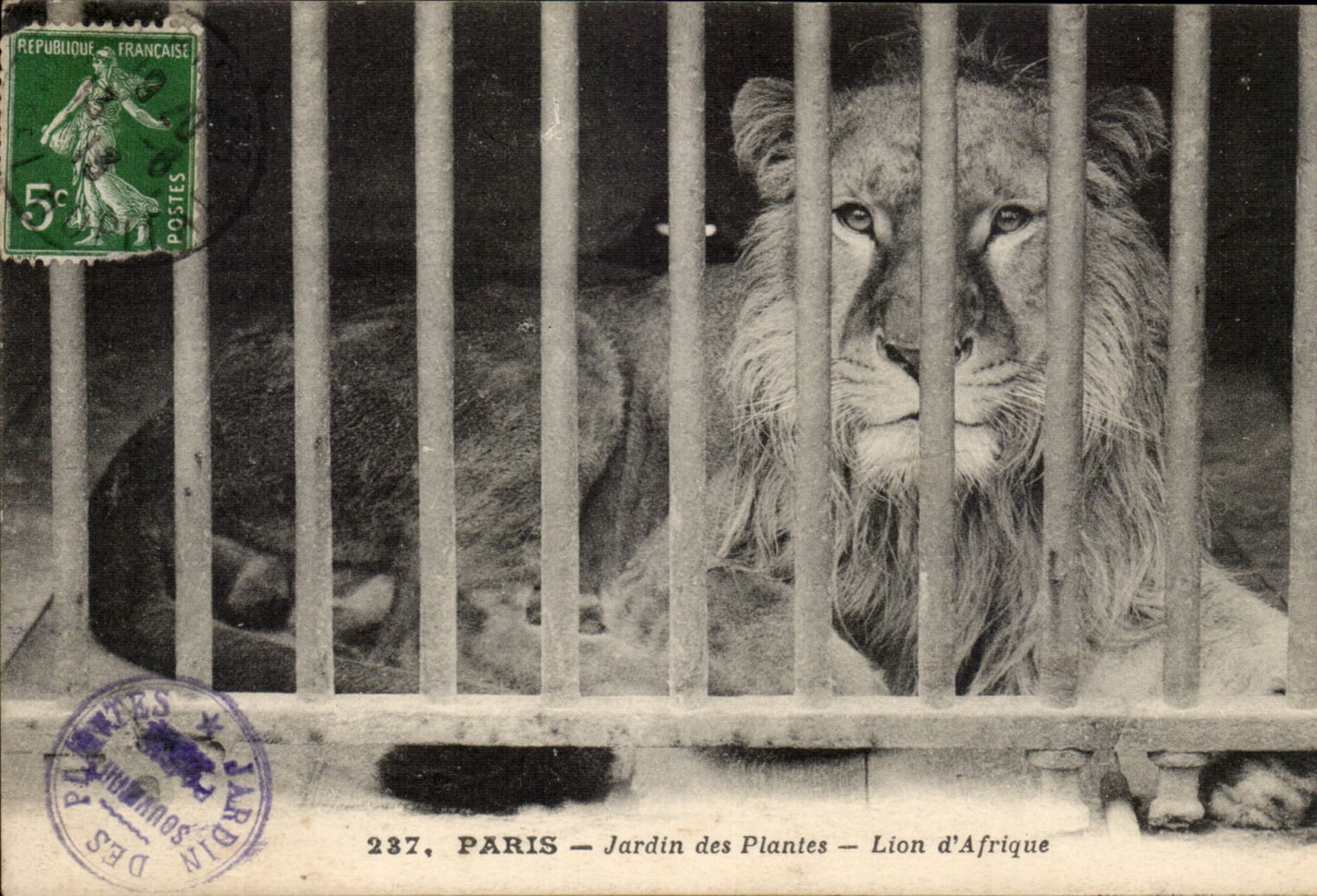 Paris - 5 - Jardin des Plantes - Lion d'Afrique - Africa - CPA 
