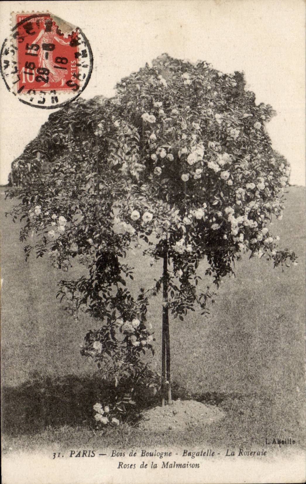 Paris - 16 - Bois de Boulogne - Bagatelle - Roses de la Malmaison - CPA 