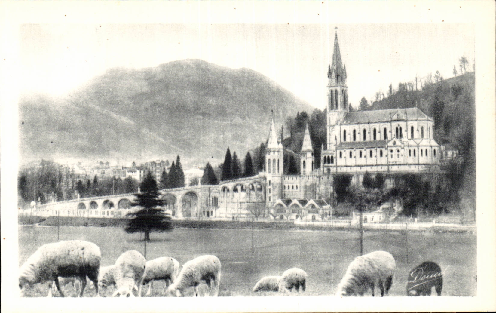 Lourdes - La Basilique - mouton - sheep CPA 