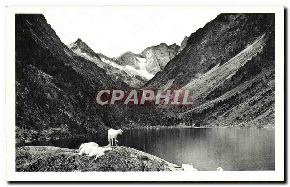 CPA CAuterets La lac de Gaube (chevre goat)