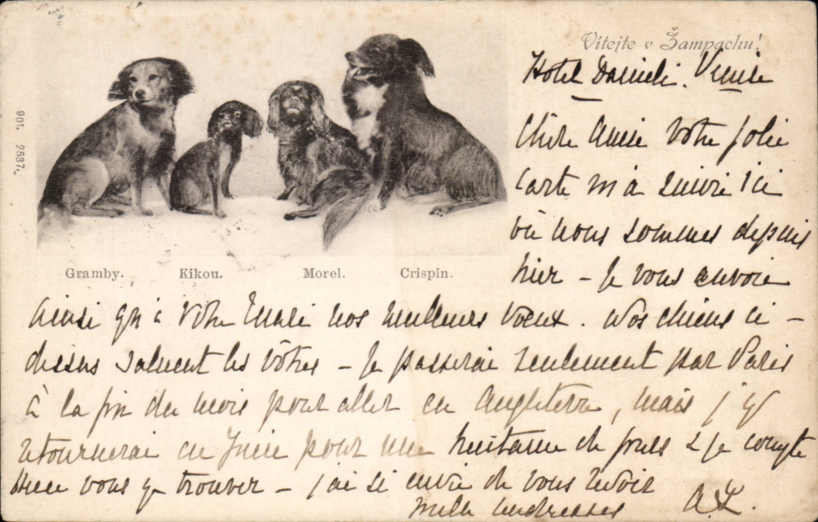 Animaux - chiens chien - dogs dog - 4 darling puppies - Granby - Kikon - CPA 