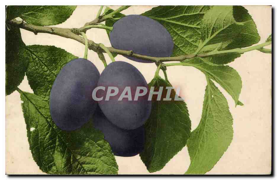 Fleurs - Plantes - Prunes - Plumes - Pflaumen - CPA 