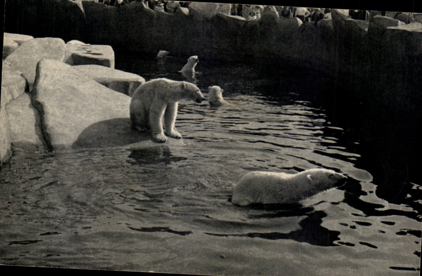 Bassin des Ours blancs — Muséum national d'Histoire naturelle, Parc zoologique du Bois de Vincennes, Paris