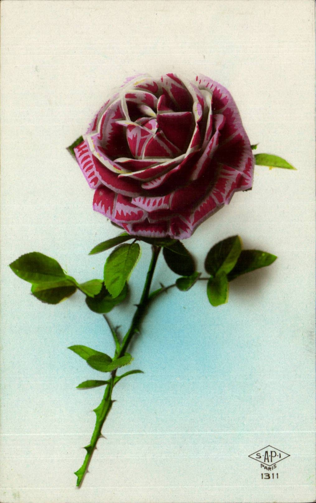 CPA Fantaisie Fleur Rose