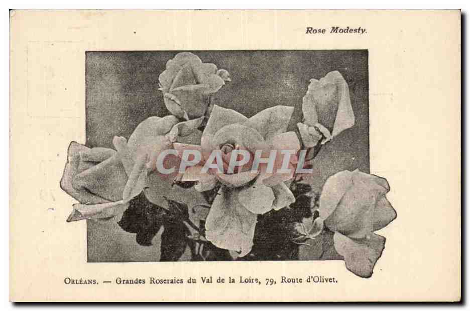 CPA Orleans Grandes roseraies du Val de la Loire Route d'olivet Roses