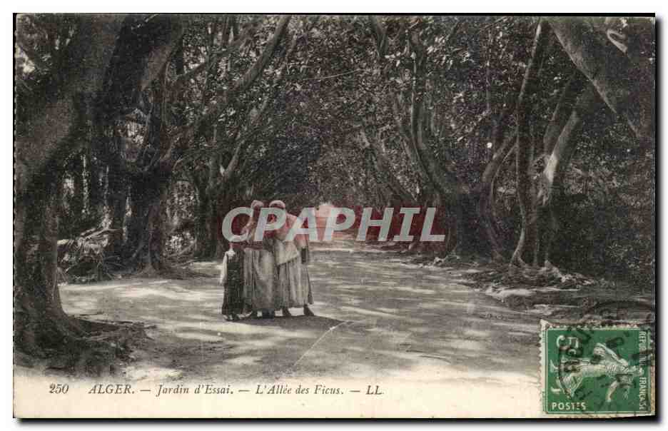 Alger - Jardin d'Essai - L'Allée des Ficus — LL, n°250