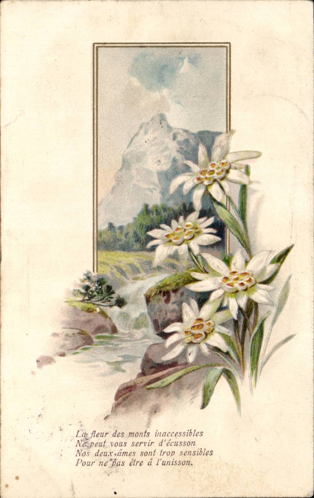 Fleurs - Montagne - Flowers and Mountains - CPA 