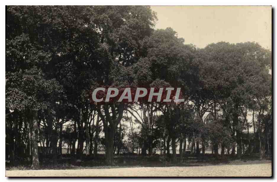 Fantaisie - Arbres - Foret - Forest - Woods - Wald - CPA 