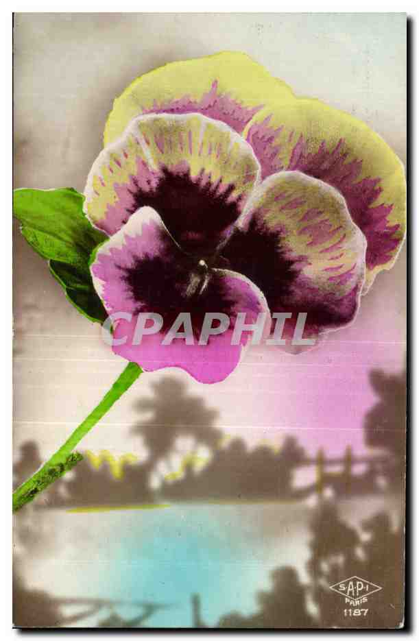 Fleur - Pensee - Pansy - Flower - CPA 