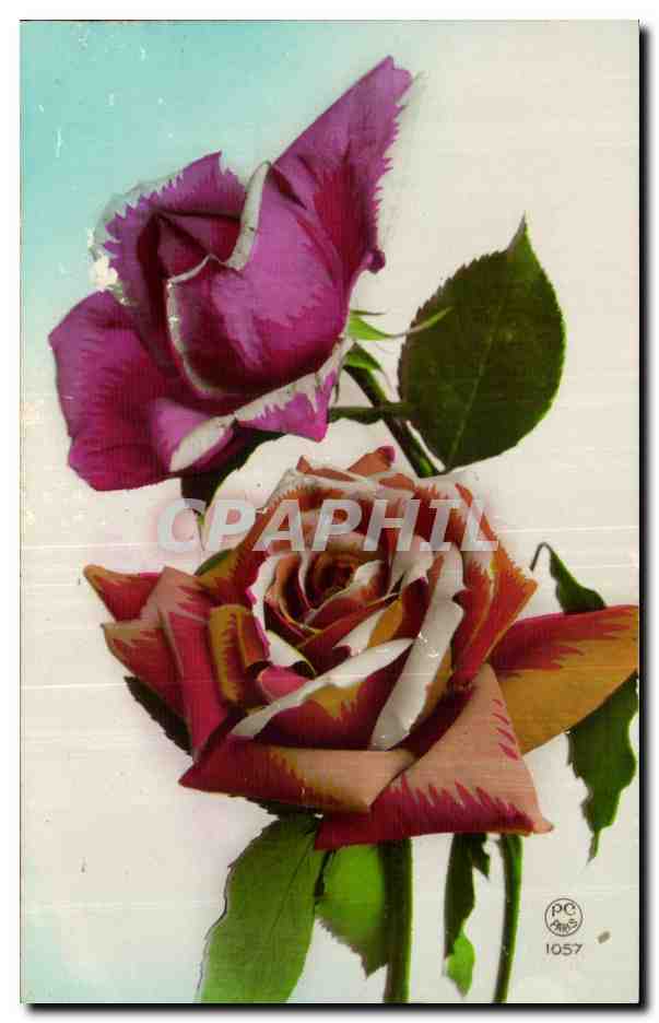 Fleurs - Flowers - Roses - CPA 
