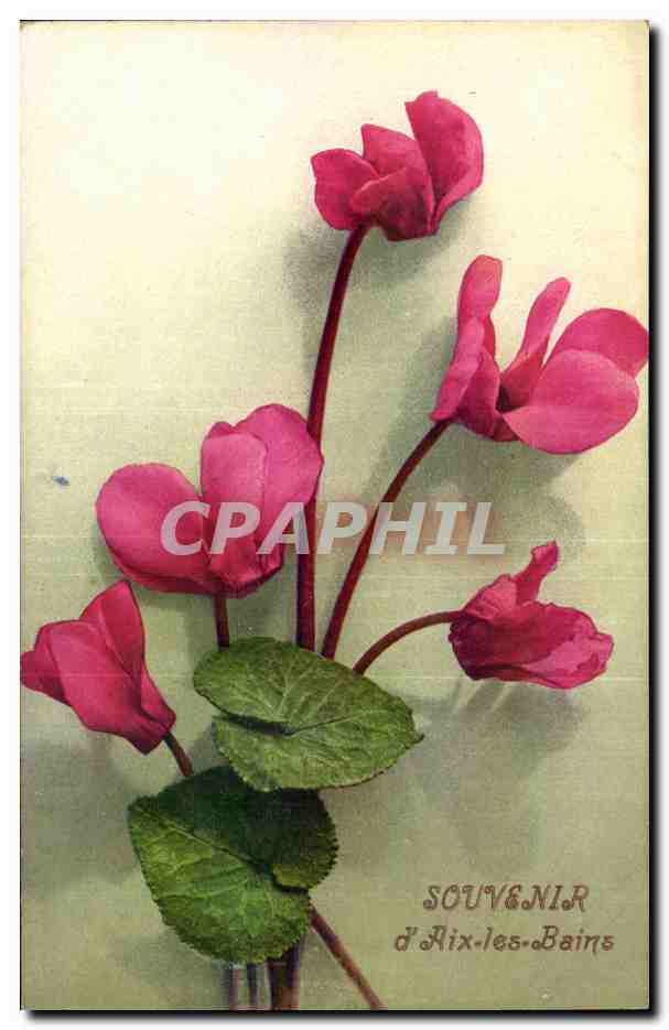 Fleurs - Pretty Pink Flowers Souvenir d'Aix les Bains - CPA 