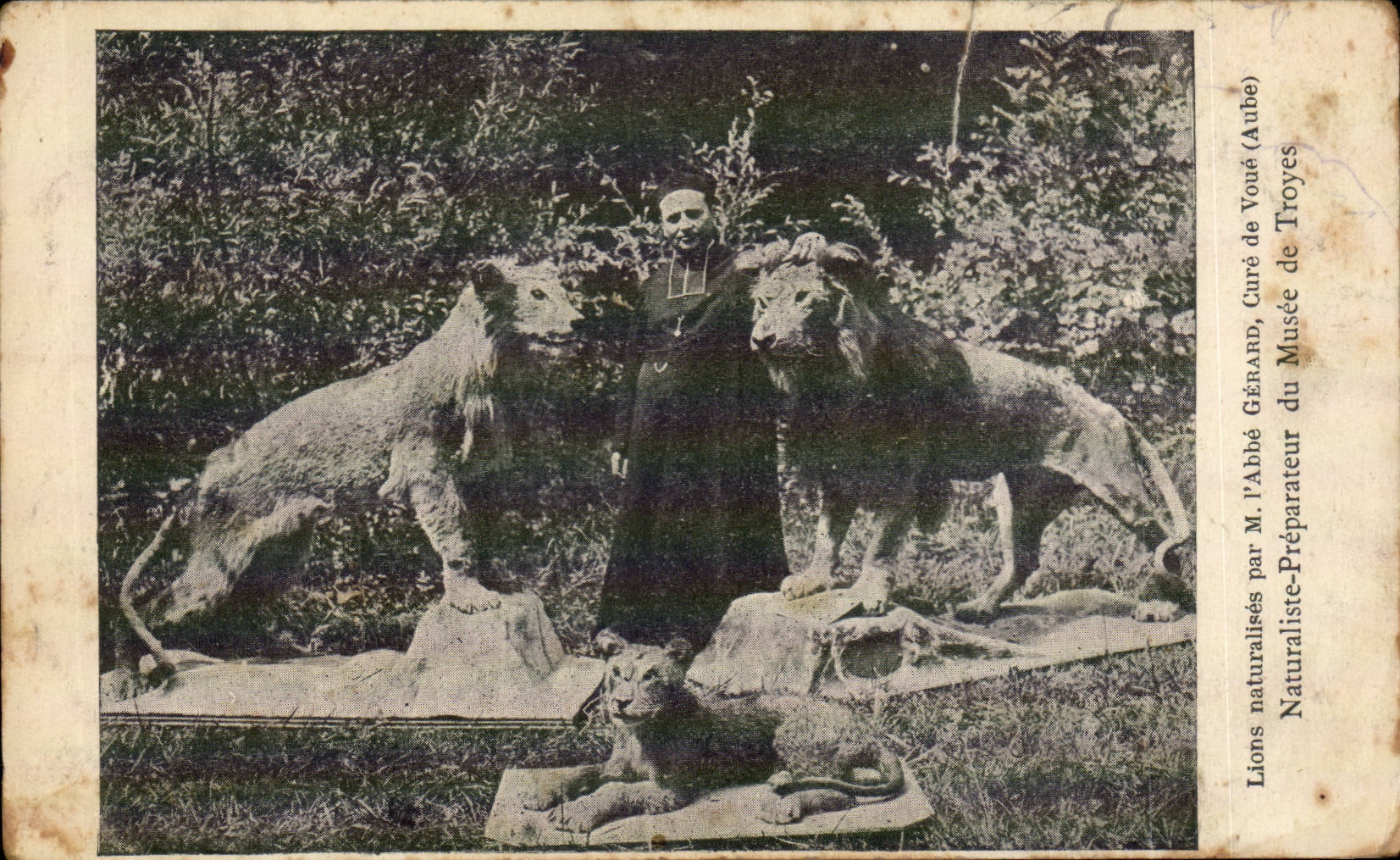 Troyes - Musee - Lions Naturalistes par M l'Abbe Gerard - CPA 