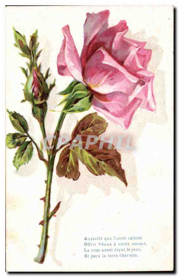 Fleurs - Flowers - A Single Rose - CPA 