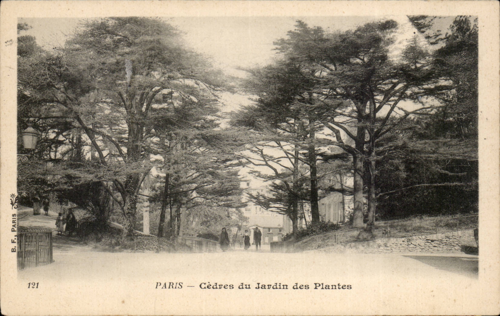 Paris - 5 - Cedres du Jardin des Plantes - - CPA 