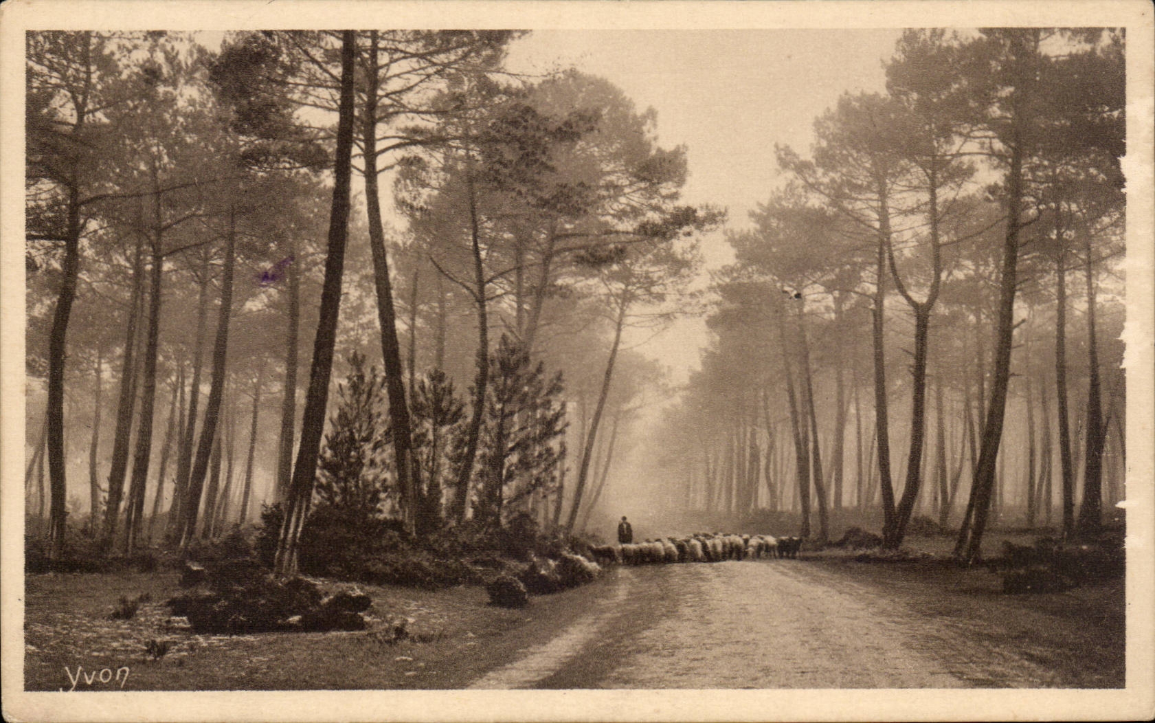 Les Landes de Gascogne — Matin clair en forêt — Yvon