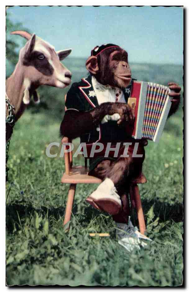 Animaux - Singe - Chevre - Humour - Instrument - Musique - Monkey - Goat - Music CPA 