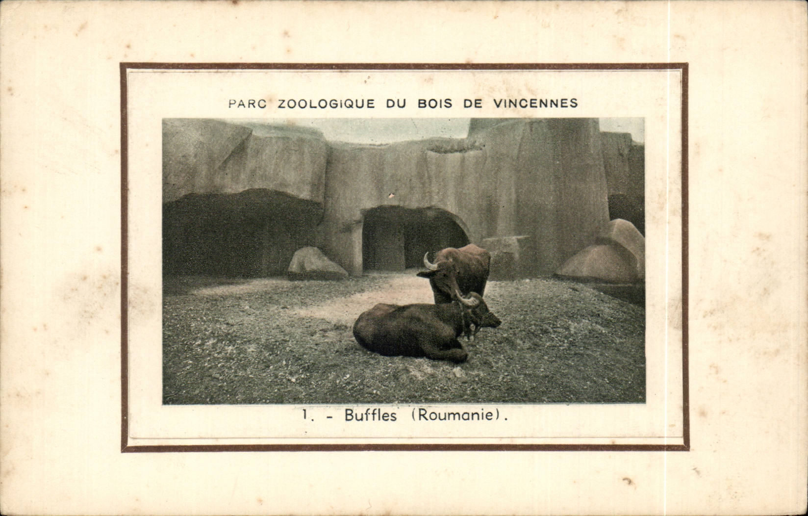 CPA Paris Par zoologique du bois de Vincennes Buffles ( Roumanie Rumania zoo ) 