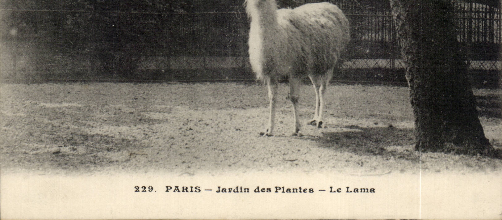 CPA Paris Jardin des plantes Le Lama ( zoo Perou peru ) 