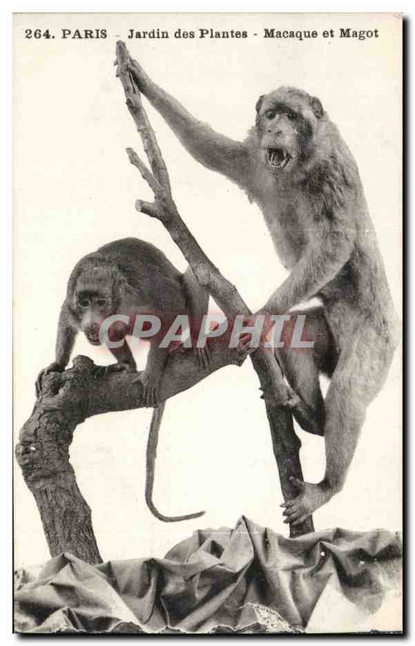 CPA Paris Jardin des plantes Macaque et Magot ( zoo singe monkey ) 