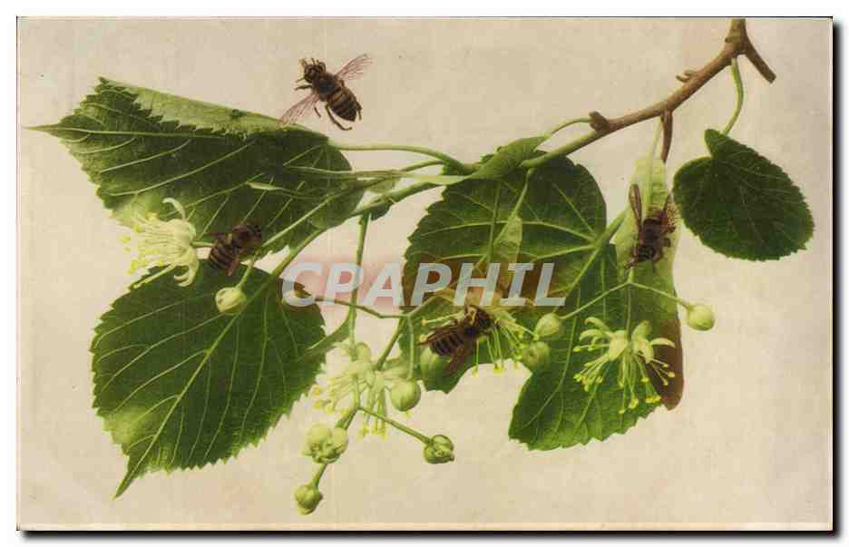 CPA Fantaisie Fleurs et abeilles Bees