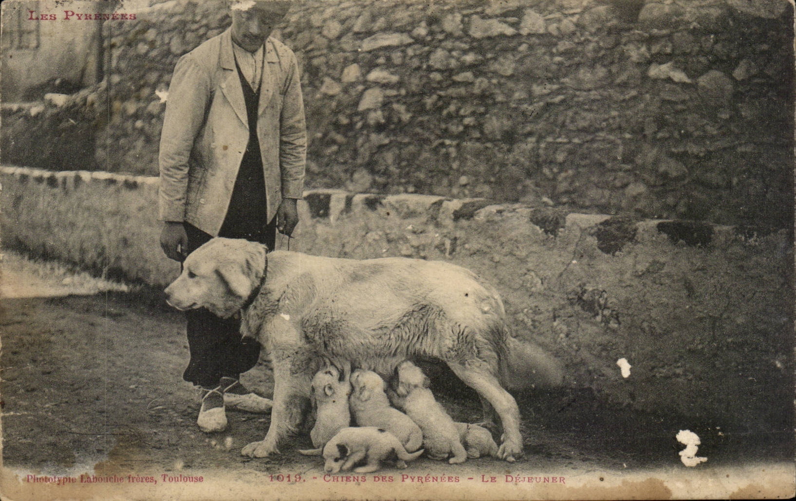 CPA Chiens des Pyrenees Le dejeuner dog chien